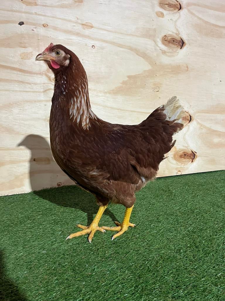 Legkippen, leghennen, bruine legkippen, Dieren en Toebehoren, Pluimvee, Vrouwelijk, Kip