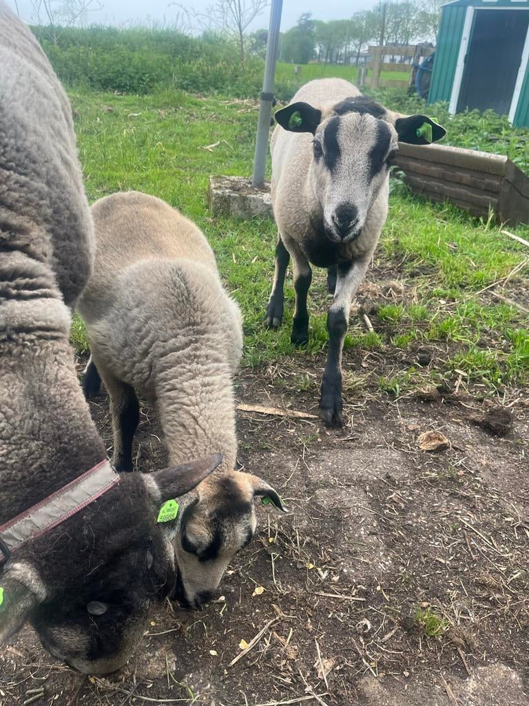 Maasduinschaap, ram, lam, ooi, Meerdere dieren, Schaap