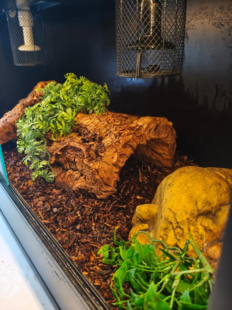 Ballpython vrouw, Dieren en Toebehoren, Ophalen