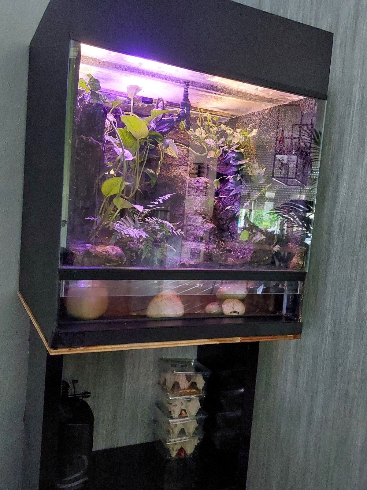 Panguana kikker paludarium, Dieren en Toebehoren, Ophalen