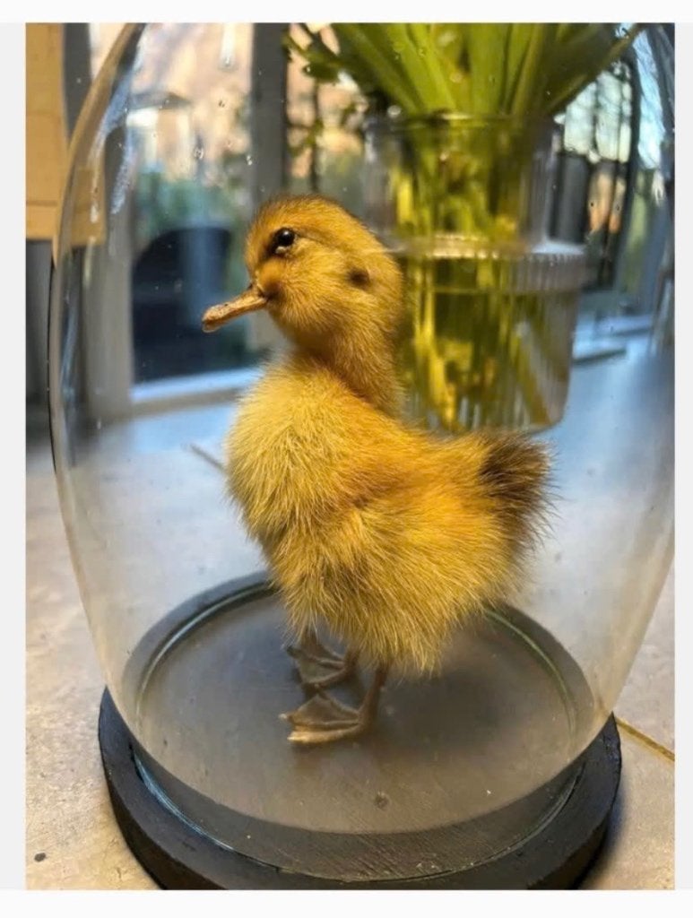 Echt opgezet eendje onder mooie stolp eivormig 21 cm, Ophalen of Verzenden, Nieuw, Vogel, Opgezet dier