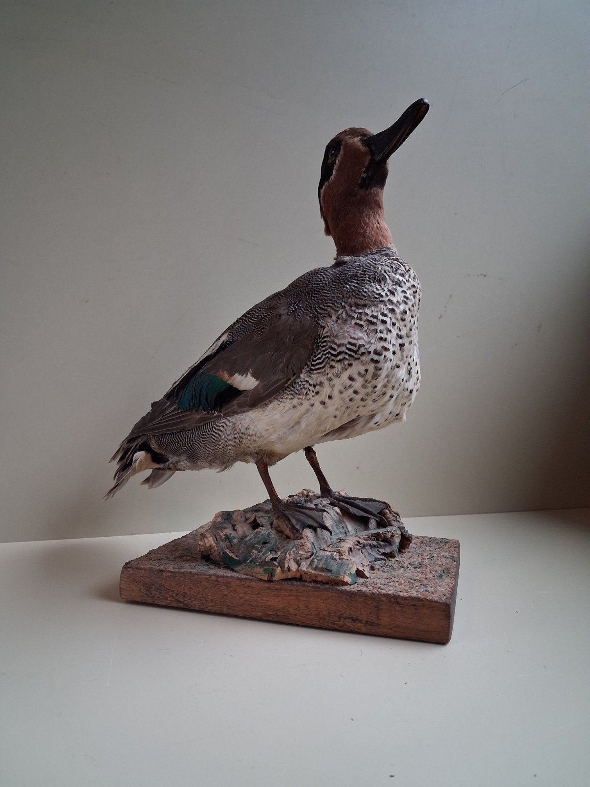 Opgezette, Wintertaling op console,  eend, Ophalen of Verzenden, Vogel, Opgezet dier