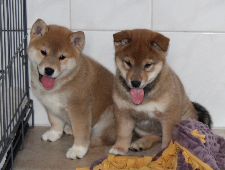 Shiba inu pups mogen het nestje verlaten, Nederland, Poolhond, Meerdere, Meerdere dieren