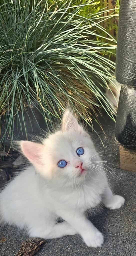 ## RAGDOLL kittens ##, Meerdere dieren