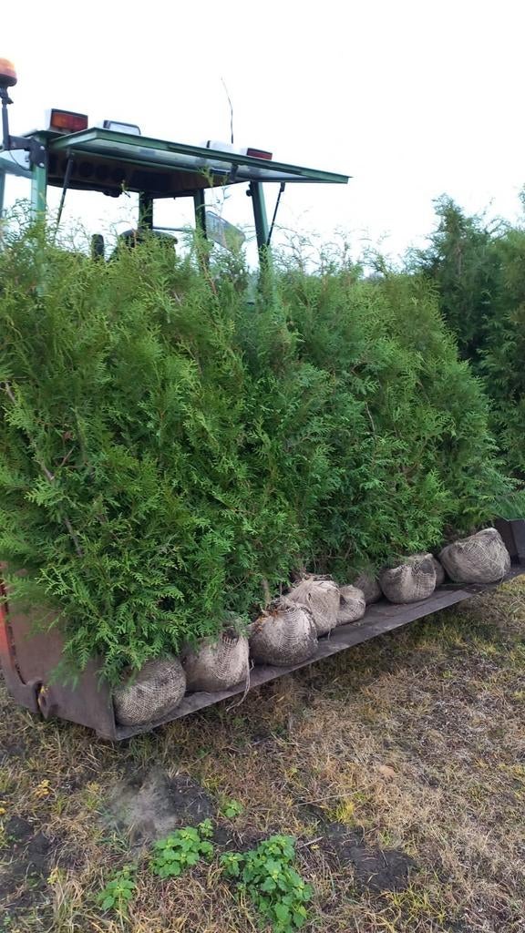 Thuja Brabant, Ophalen of Verzenden, Conifeer, 100 tot 250 cm