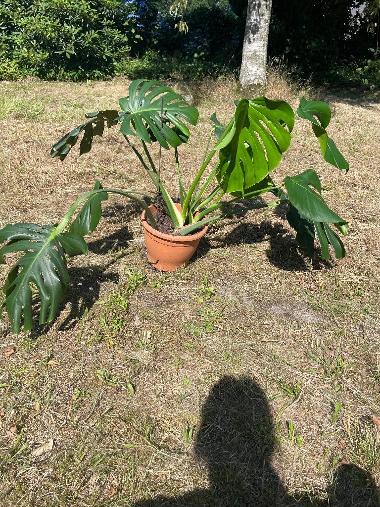 Mooie Monstera, 3 stekken in 1 pot, Ophalen, Halfschaduw, Minder dan 100 cm