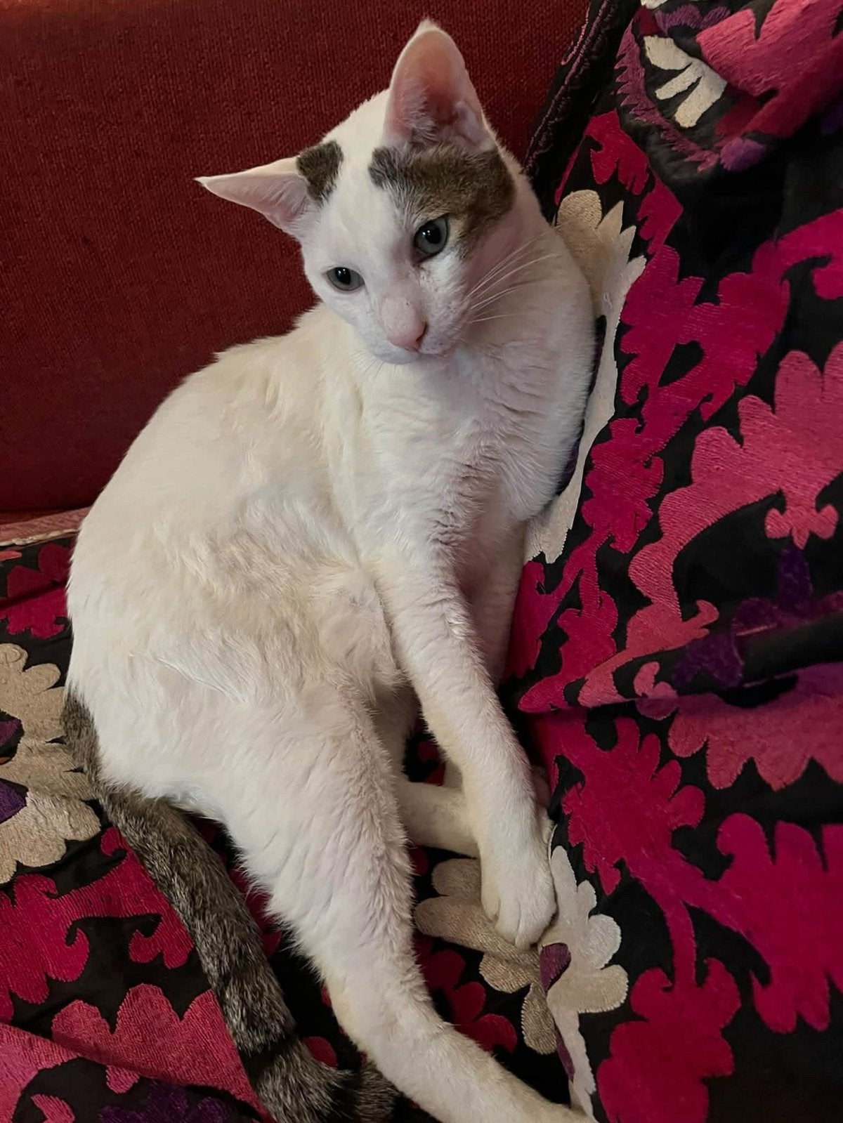 Prins en Hallo 2 prachtige katers, Dieren en Toebehoren