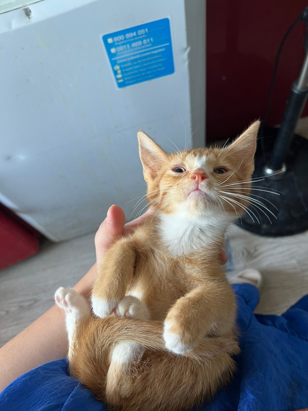 Kittens, Meerdere dieren