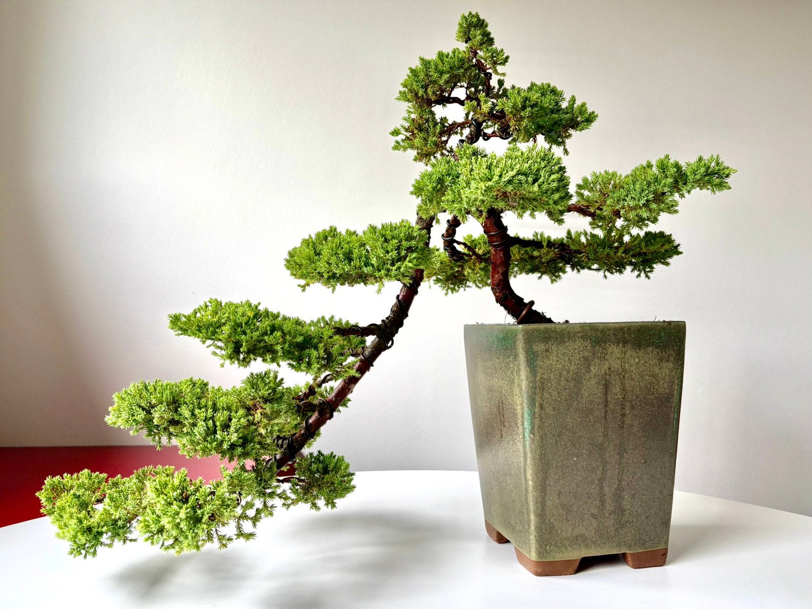 Prachtige Japanse Jeneverbes bonsai (Cascade), Minder dan 100 cm, Volle zon, In pot, Overige soorten