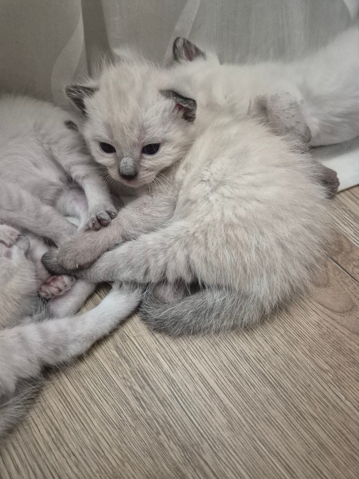Siamese kitten, Dieren en Toebehoren, Katten en Kittens | Raskatten | Korthaar, Meerdere dieren