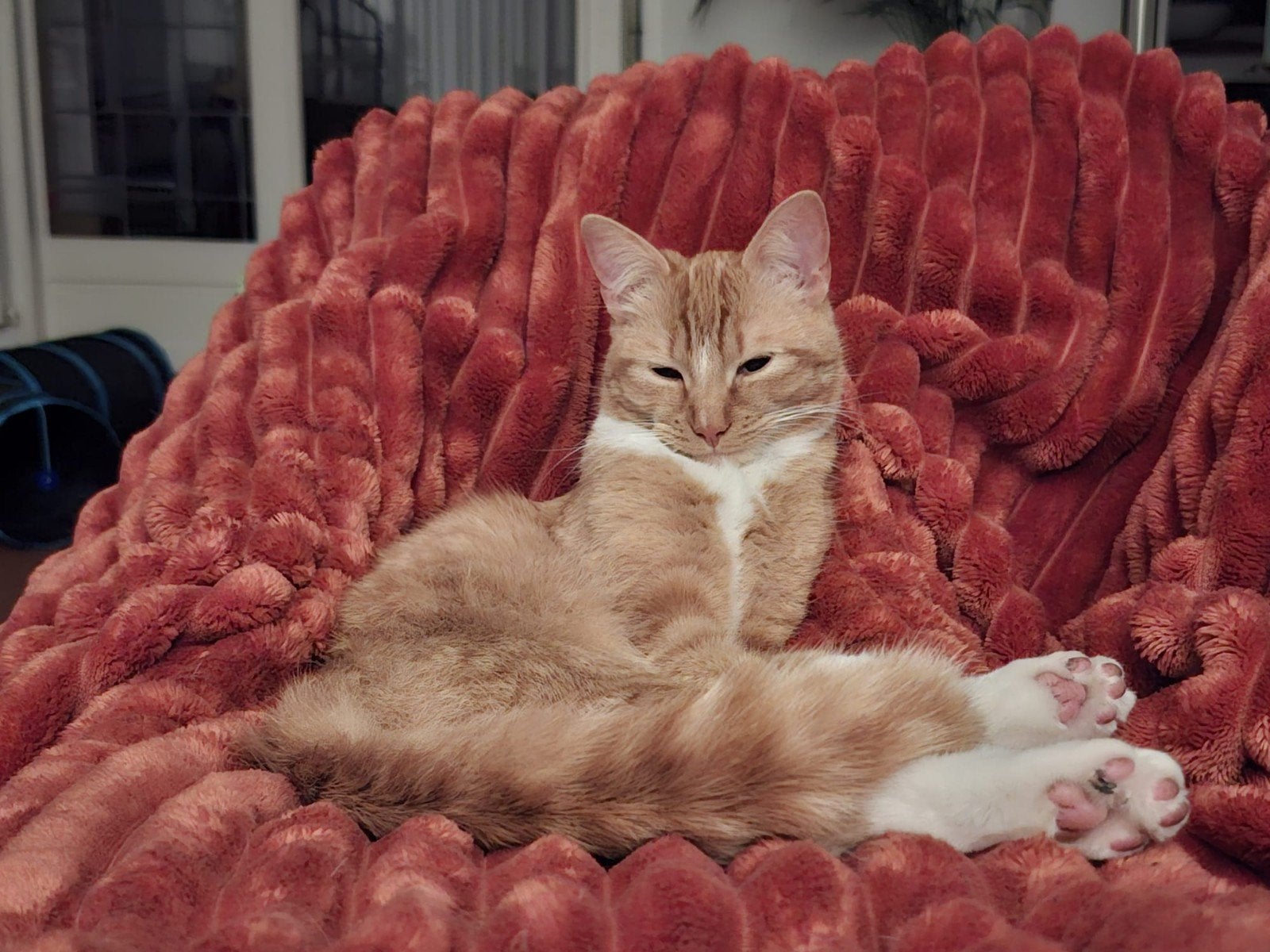 jonge rood/witte kater vermist