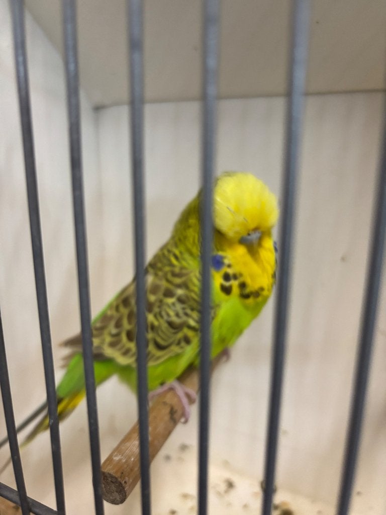 Engelse grasparkieten, Meerdere dieren, Parkiet, Geringd