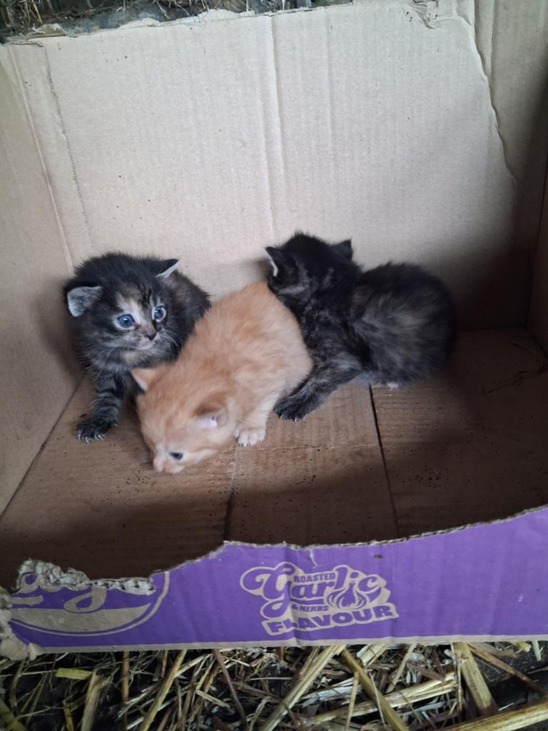 Kittens van de boerderij, Dieren en Toebehoren
