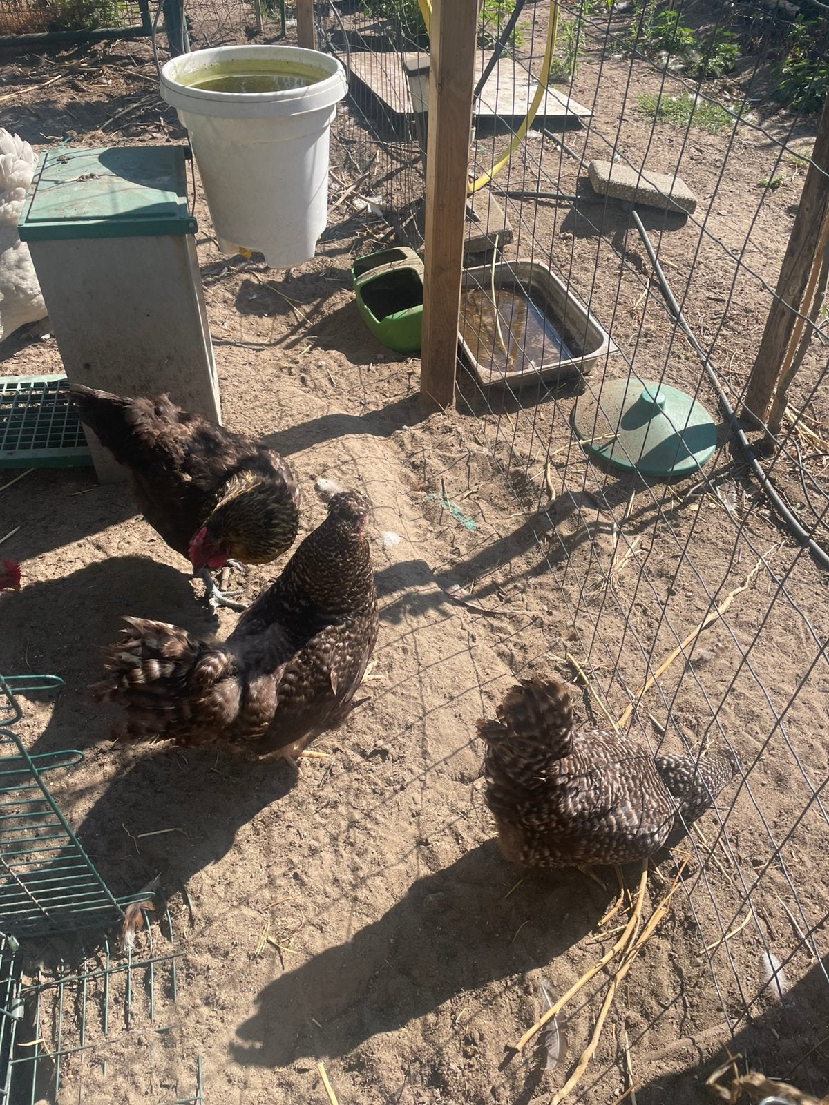 5 east egger hennen, Dieren en Toebehoren, Pluimvee, Vrouwelijk, Kip