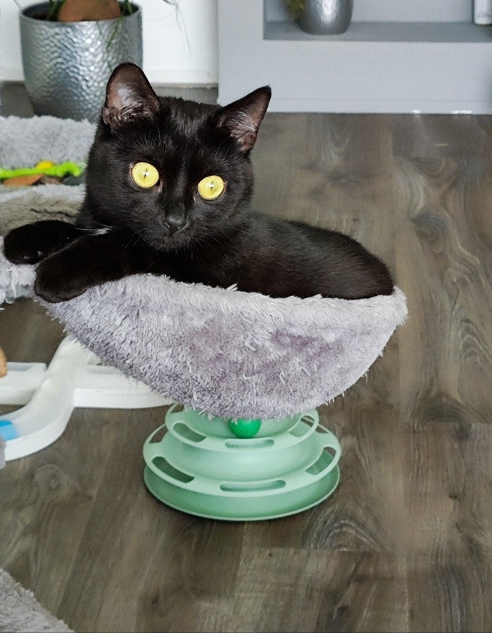 Lief poesje zoekt gouden mandje, Poes, Kortharig, 3 tot 5 jaar