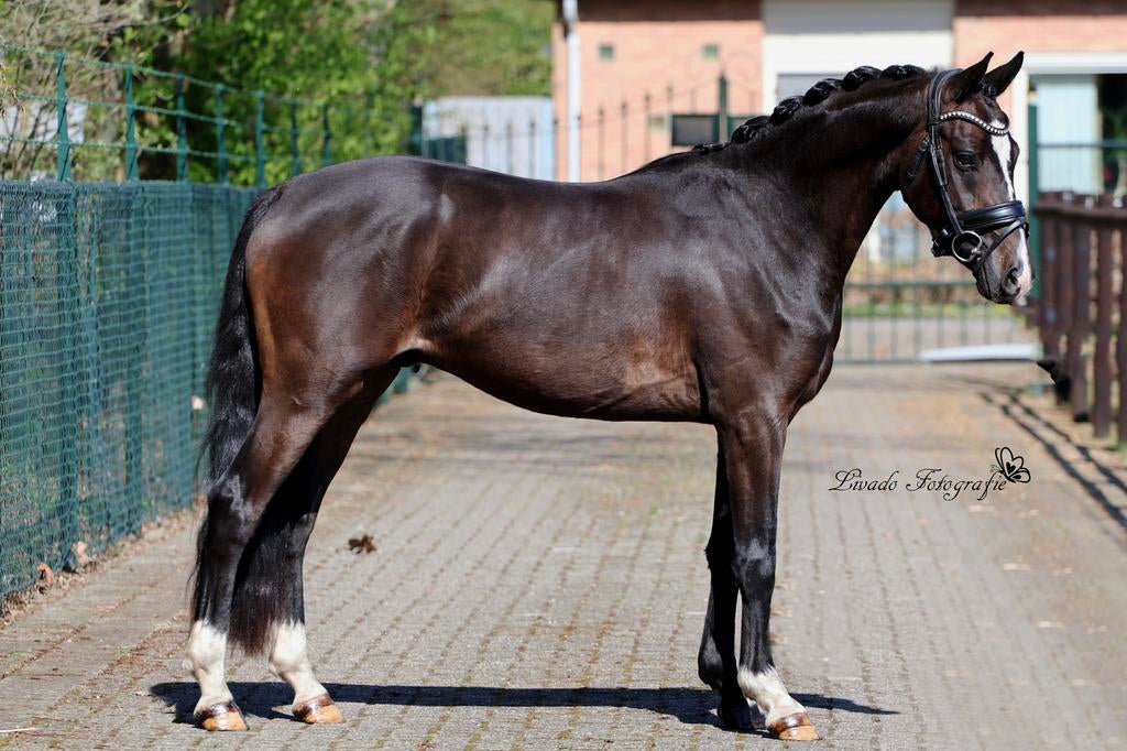 Fantastische allround D pony, Dieren en Toebehoren, Ruin, Dressuurpony, 3 tot 6 jaar, D pony (1.37m tot 1.48m)