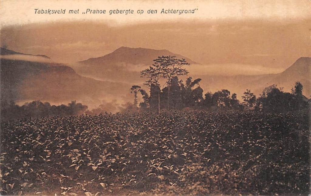 Nederlands-Indië Tabaksveld met Prahoe gebergte Java Azië, Ophalen of Verzenden, Voor 1920, Ongelopen, Buiten Europa