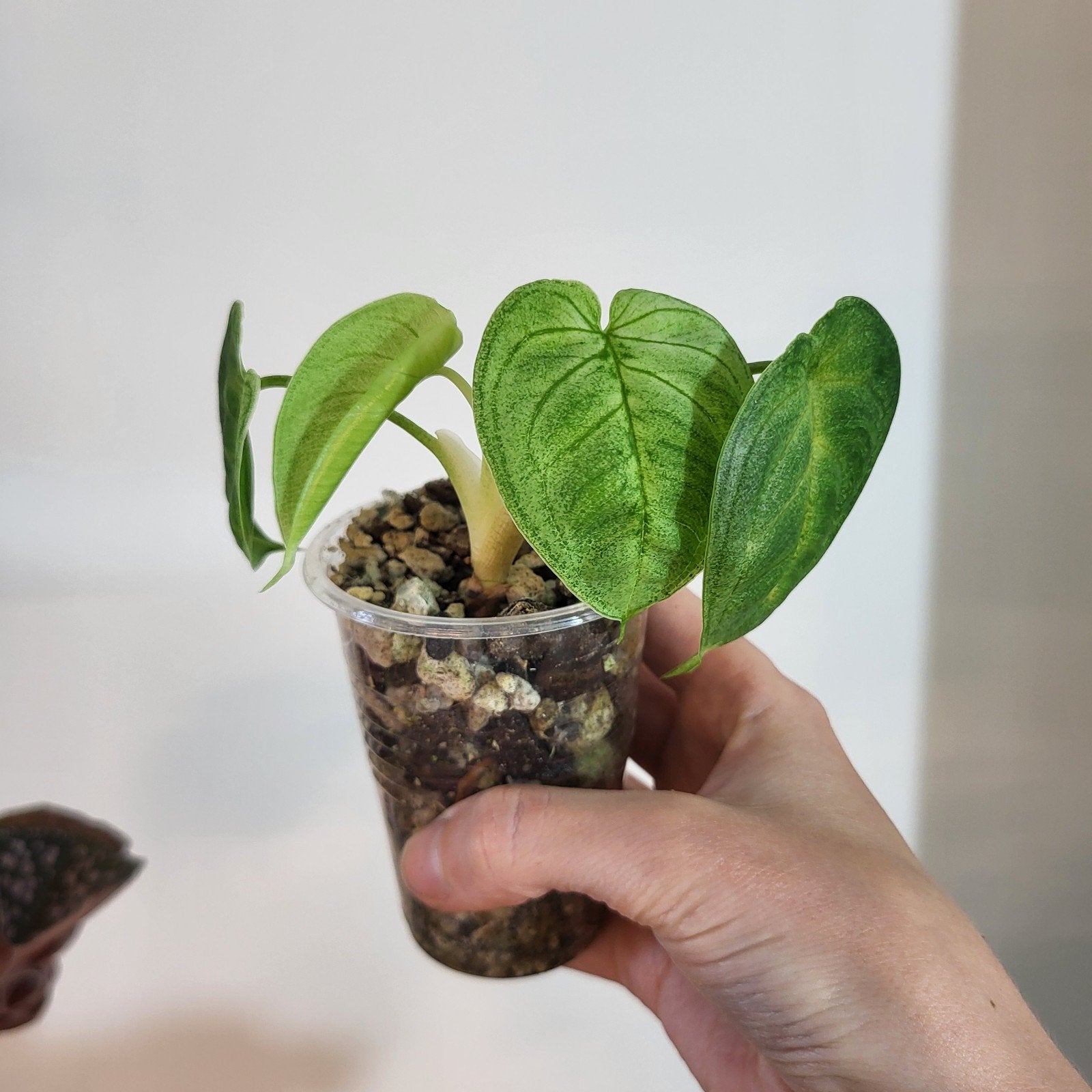 Syngonium frosted heart, Huis en Inrichting, Kamerplanten, Ophalen of Verzenden, Halfschaduw, Minder dan 100 cm