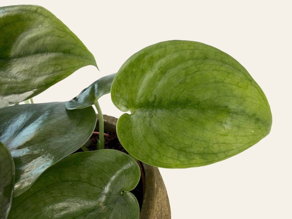 Scindapsus Silver Hero p12, Huis en Inrichting, Kamerplanten, Ophalen of Verzenden, Halfschaduw, Minder dan 100 cm