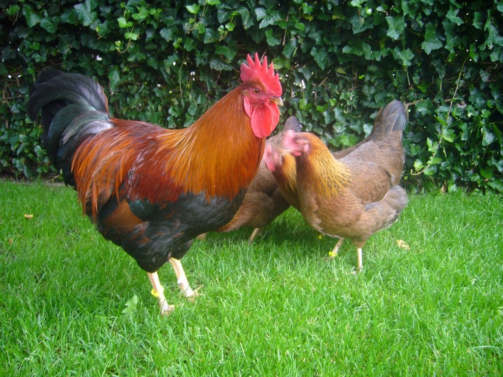 Welsumer kippen en krielen, Meerdere dieren, Kip