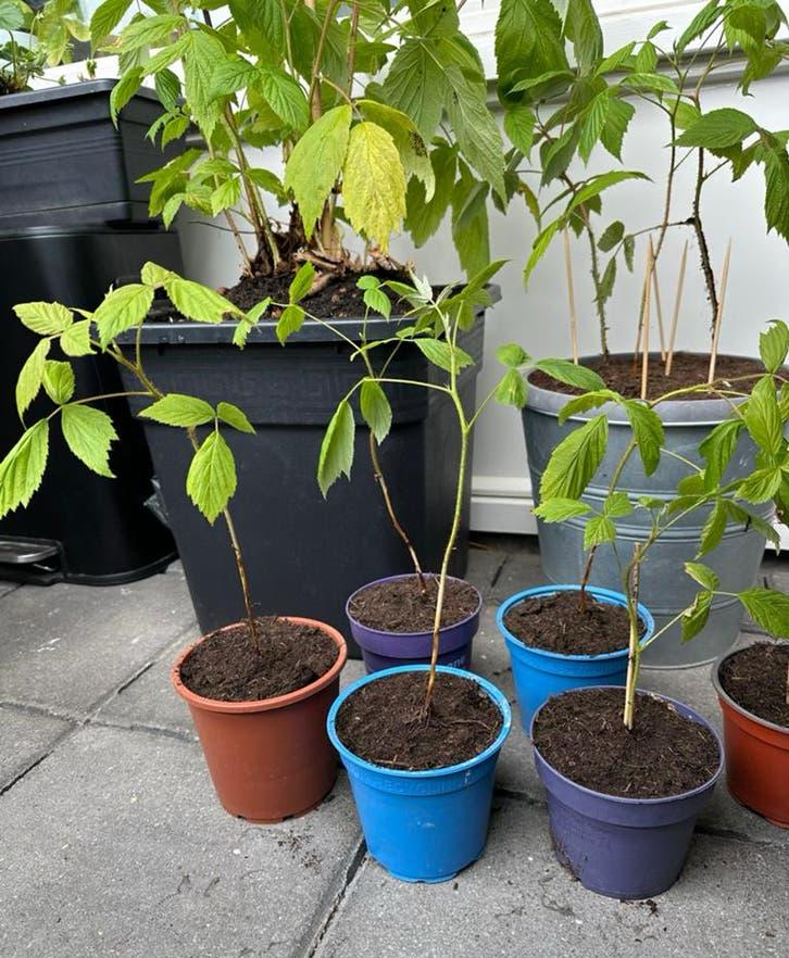 Biologische framboos stekjes, Tuin en Terras, Ophalen, Minder dan 100 cm, Overige soorten, Volle zon
