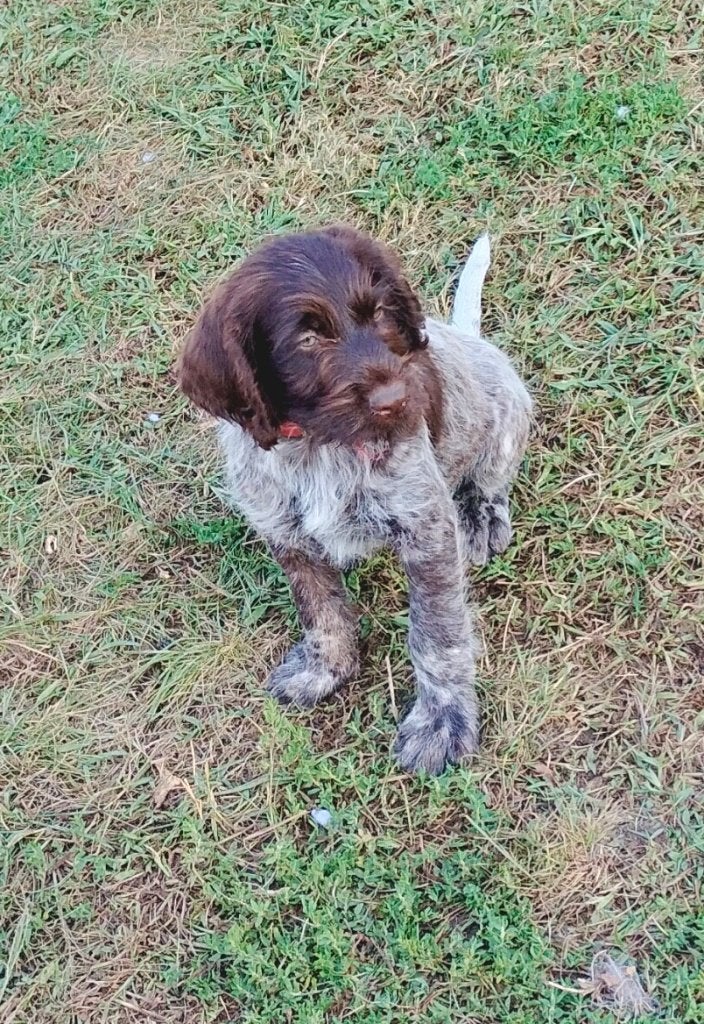 Prachtige pups Duitse Staande Draadhaar met stamboom, Dieren en Toebehoren, Reu, 8 tot 15 weken, Eén hond, Duitse Staande hond