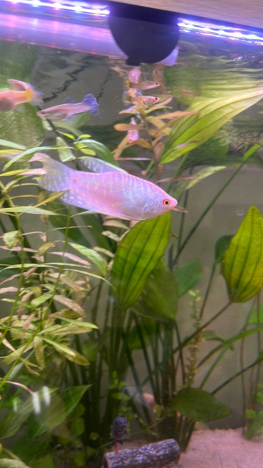 platinum gourami, Dieren en Toebehoren, Vissen | Aquariumvissen, Vis