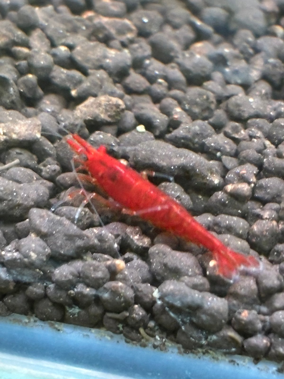 Red sakura garnalen HG, Dieren en Toebehoren, Vissen | Aquariumvissen