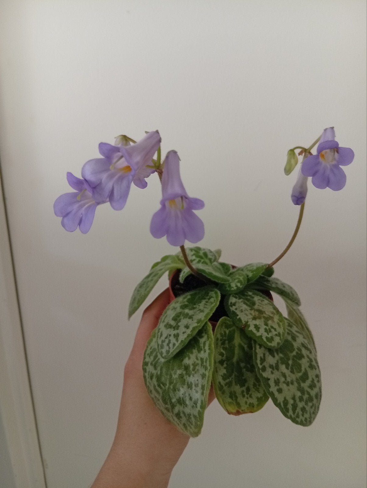 Steptocarpus 'Pretty Turtle', Ophalen, Halfschaduw, Minder dan 100 cm