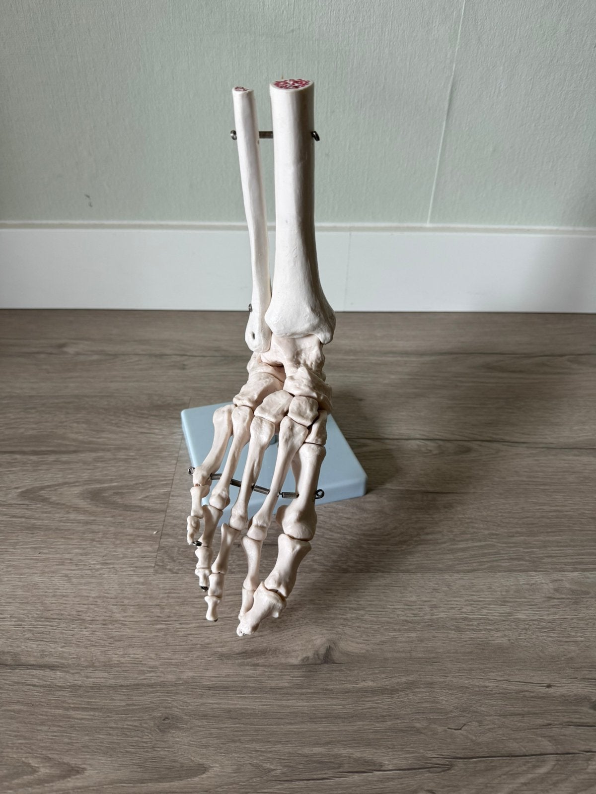Model skelet van een voet, Ophalen of Verzenden, Zo goed als nieuw