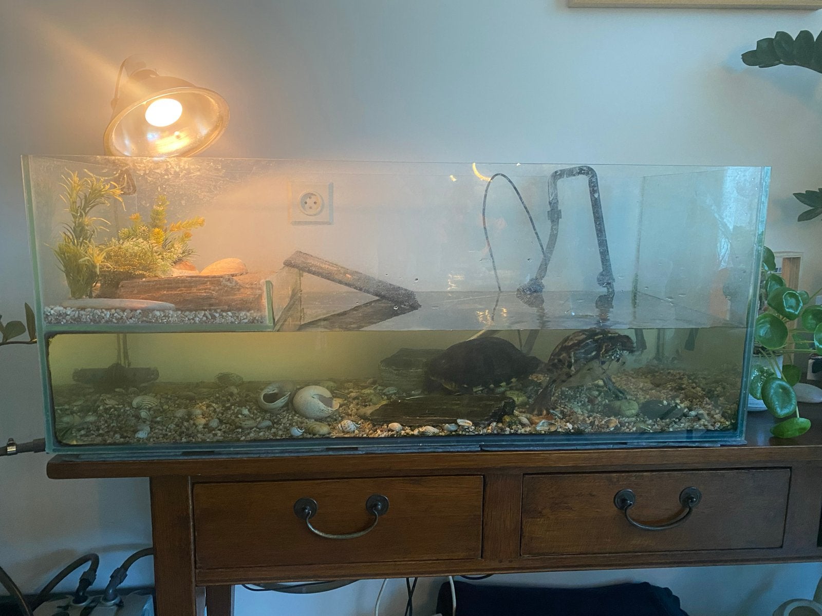 2 waterschildpadden incl aquarium en toebehoren, Ophalen, Gebruikt, Overige typen