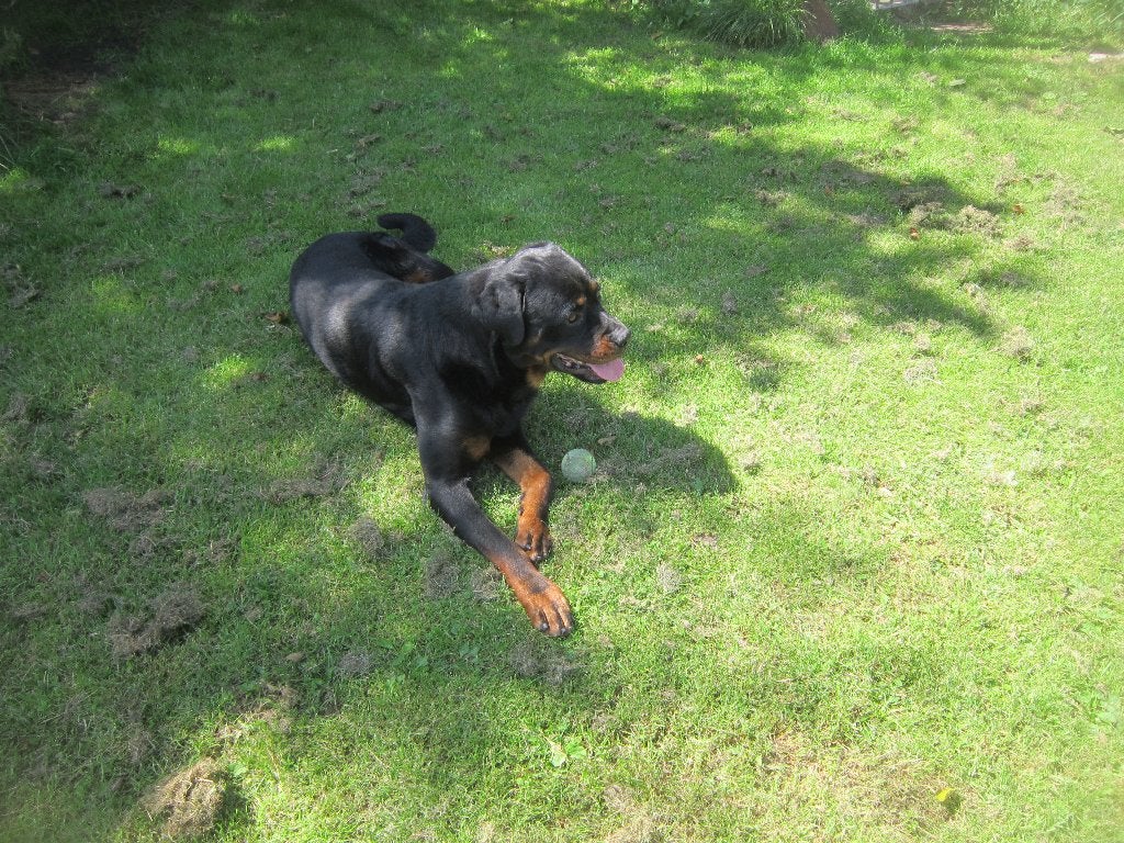 STAAT TER DEKKING ROTTWEILER ! ! !, Dieren en Toebehoren, Reu, Parvo, Eén hond, 3 tot 5 jaar