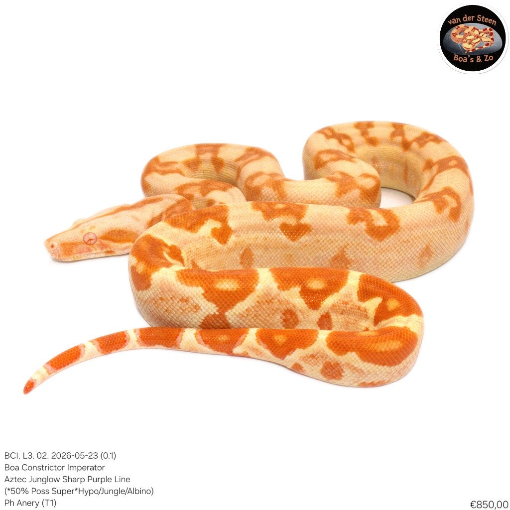 Boa Constrictor Imperator Litter 03 2026 Boa Constrictor photo 2