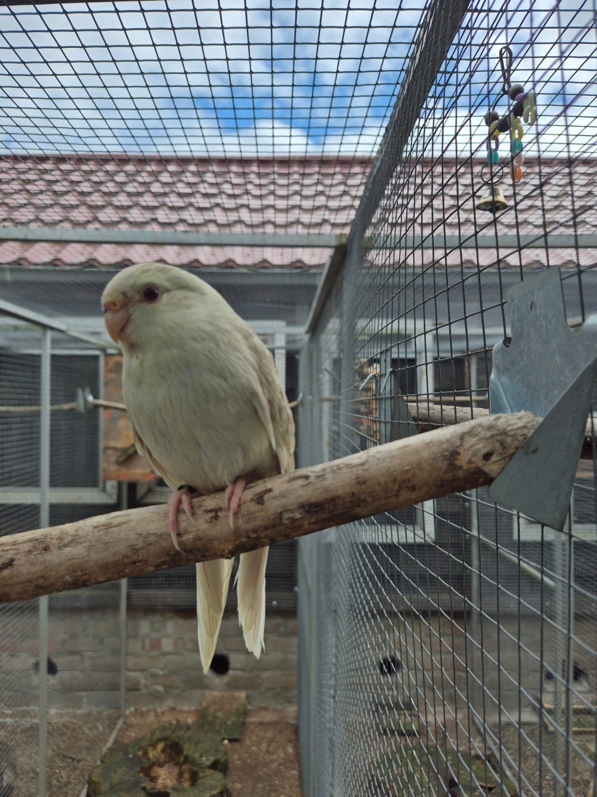 jong koppel kakariken, Dieren en Toebehoren, Meerdere dieren, Parkiet, Geringd