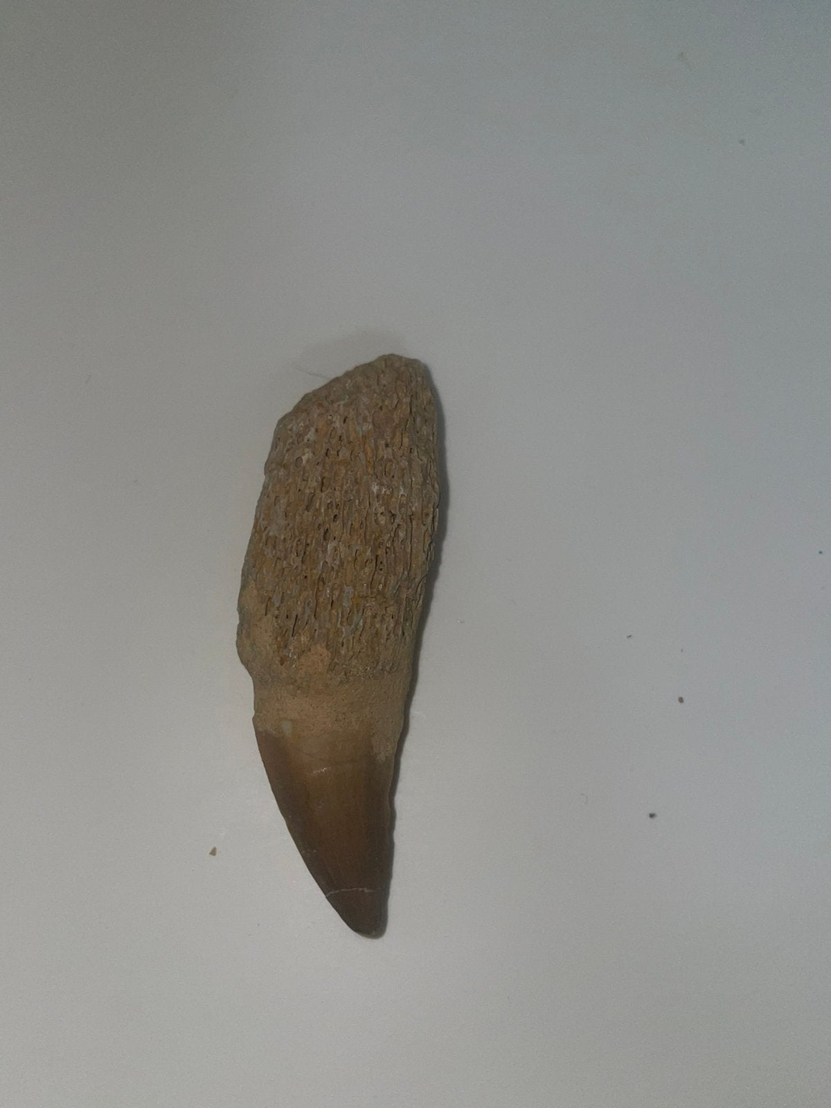 Grote Mosasaurus Tand MET Wortel 8,3 CM, Verzamelen, Ophalen of Verzenden, Fossiel