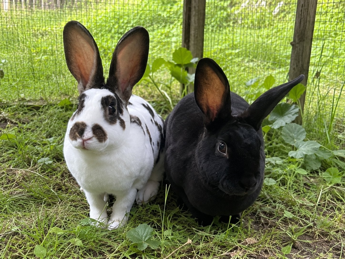 Twee mannetjes konijnen, Dieren en Toebehoren, Konijnen, Mannelijk, Middelgroot, 0 tot 2 jaar