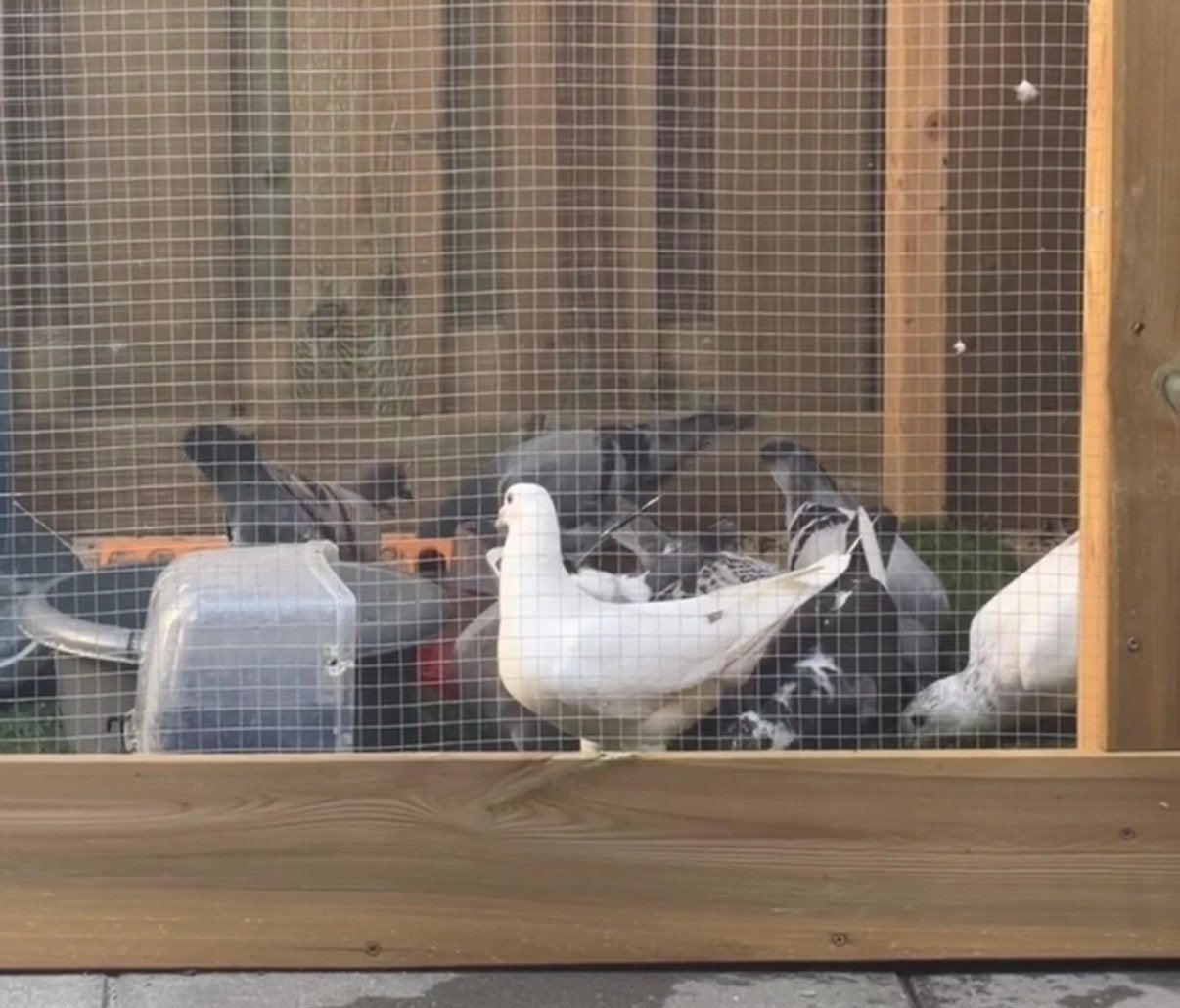 Postduiven, Meerdere dieren, Overige soorten