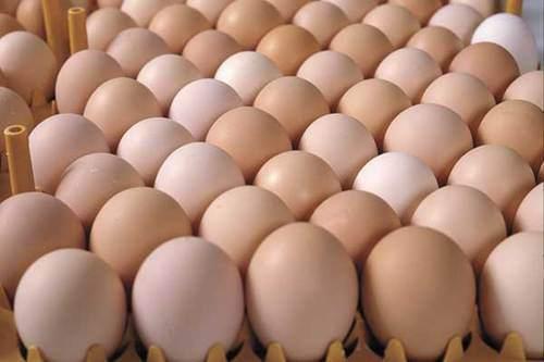 Broedeieren mesthaantjes Ross 308, Dieren en Toebehoren, Pluimvee, Geslacht onbekend, Kip
