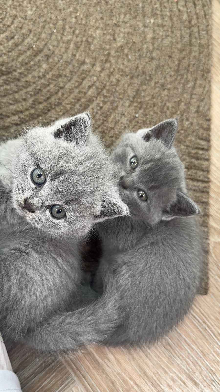 Brits Korthaar kittens – 1 kater, Dieren en Toebehoren, Katten en Kittens | Raskatten | Korthaar, Kater, Ingeënt, 0 tot 2 jaar