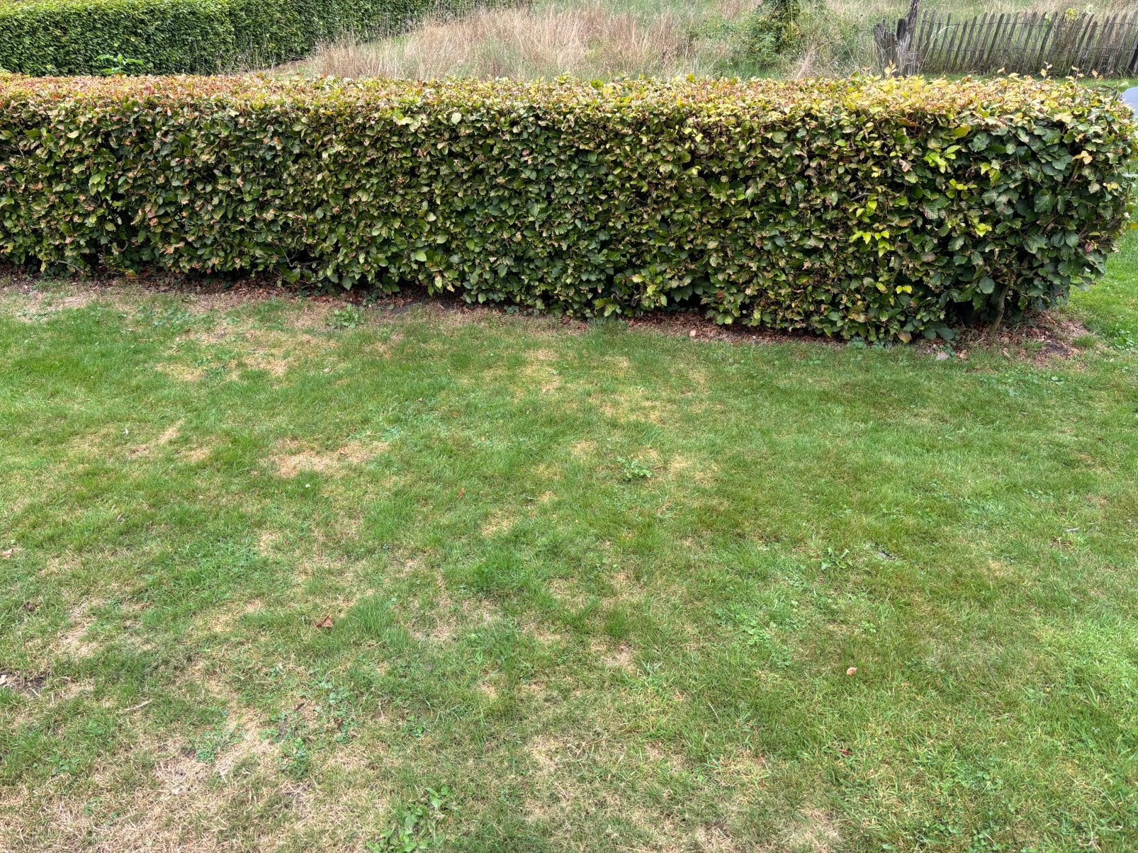 5 - 50 meter beukenhaag, Tuin en Terras, Planten | Struiken en Hagen, Ophalen, Beukenhaag, 100 tot 250 cm
