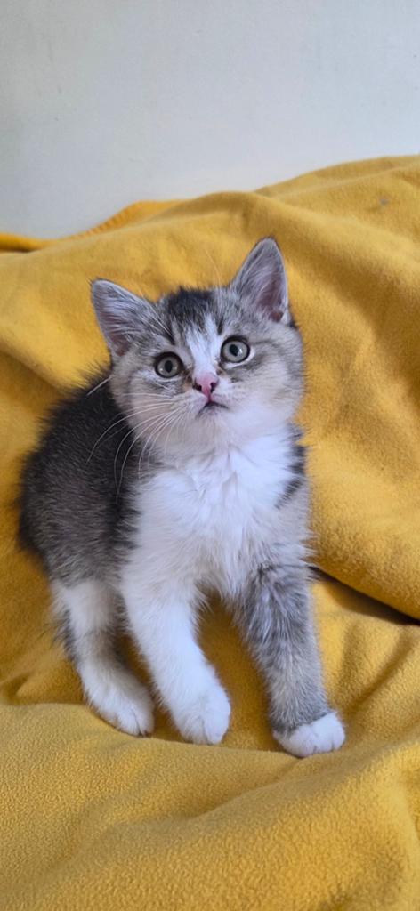 Britsekorthaar kater, Dieren en Toebehoren, Katten en Kittens | Raskatten | Korthaar, Kater, 0 tot 2 jaar