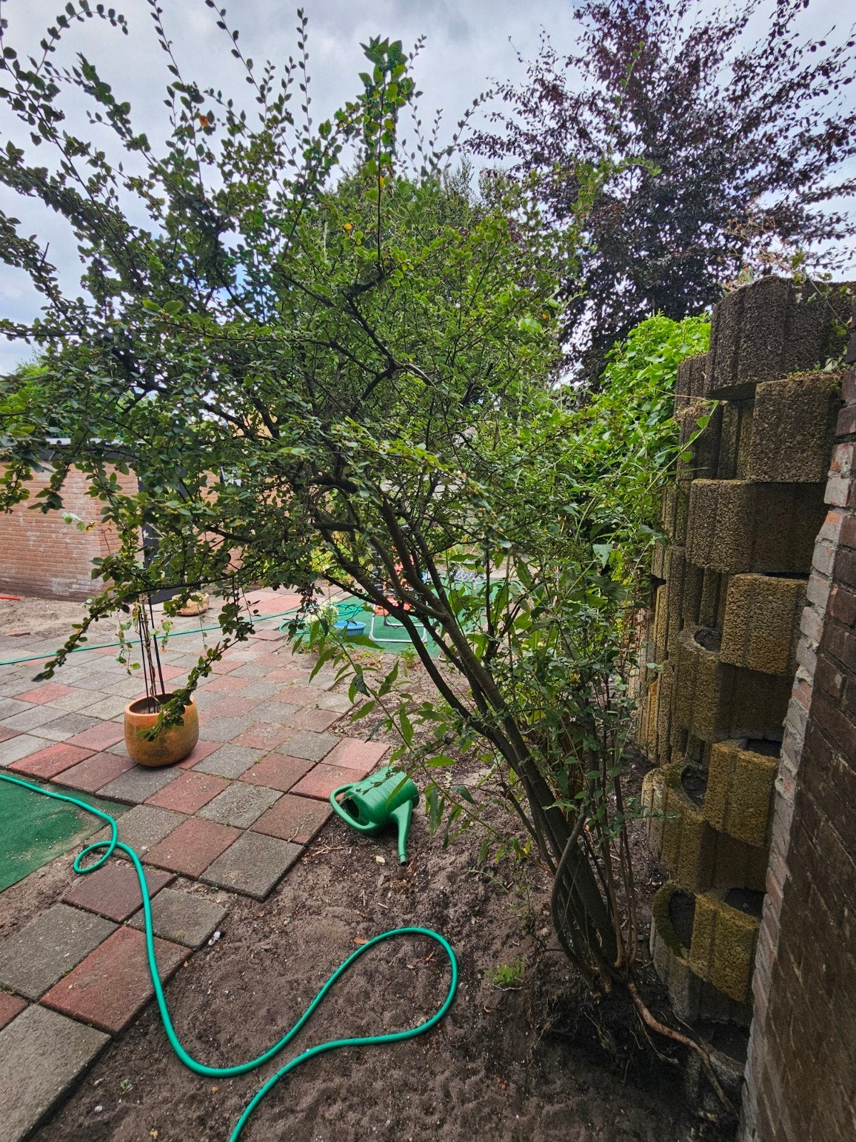Grote dwergmispel gratis af te halen, Tuin en Terras, Planten | Bomen, Herfst, Overige soorten, 100 tot 250 cm, Ophalen