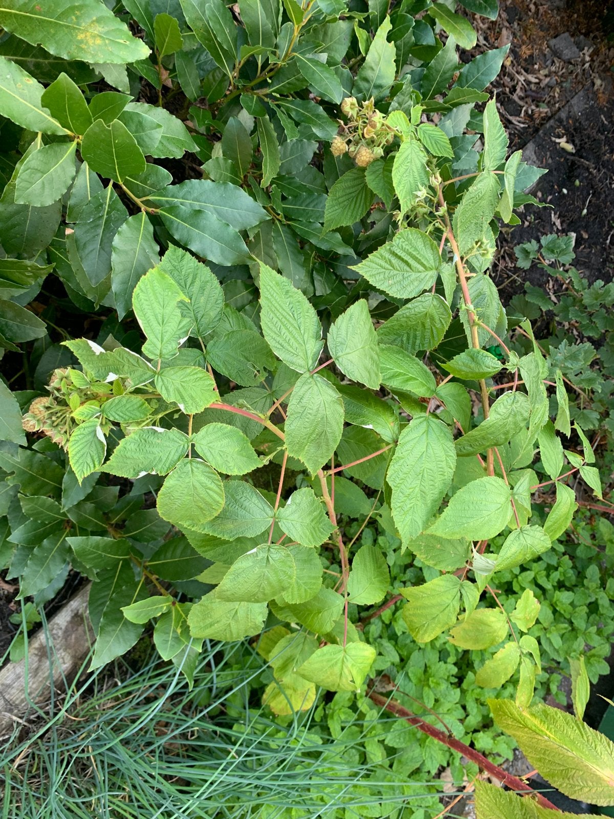 Twee frambozen struikjes, Tuin en Terras, Planten | Fruitbomen, Ophalen, Minder dan 100 cm, Overige soorten, Zomer