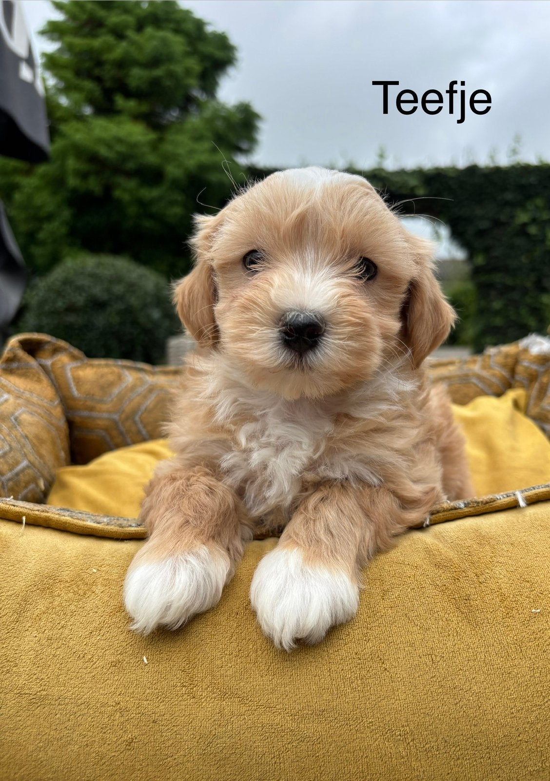 Maltipoo pups, Nederland, Overige rassen, 8 tot 15 weken, Meerdere