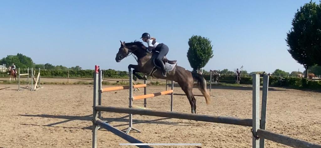 Training stal/ruiter aangeboden, Stalling, 4 paarden of pony's of meer