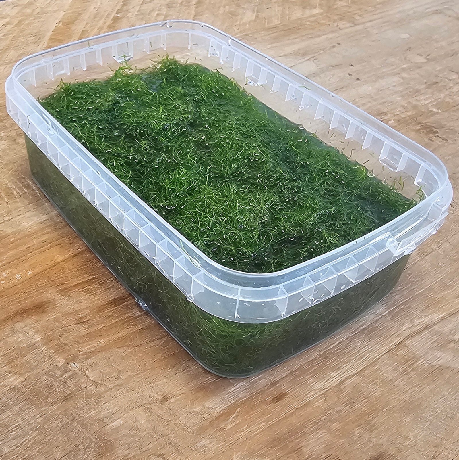 Riccia Fluitans €10, Ophalen, Plant(en), Steen of Hout
