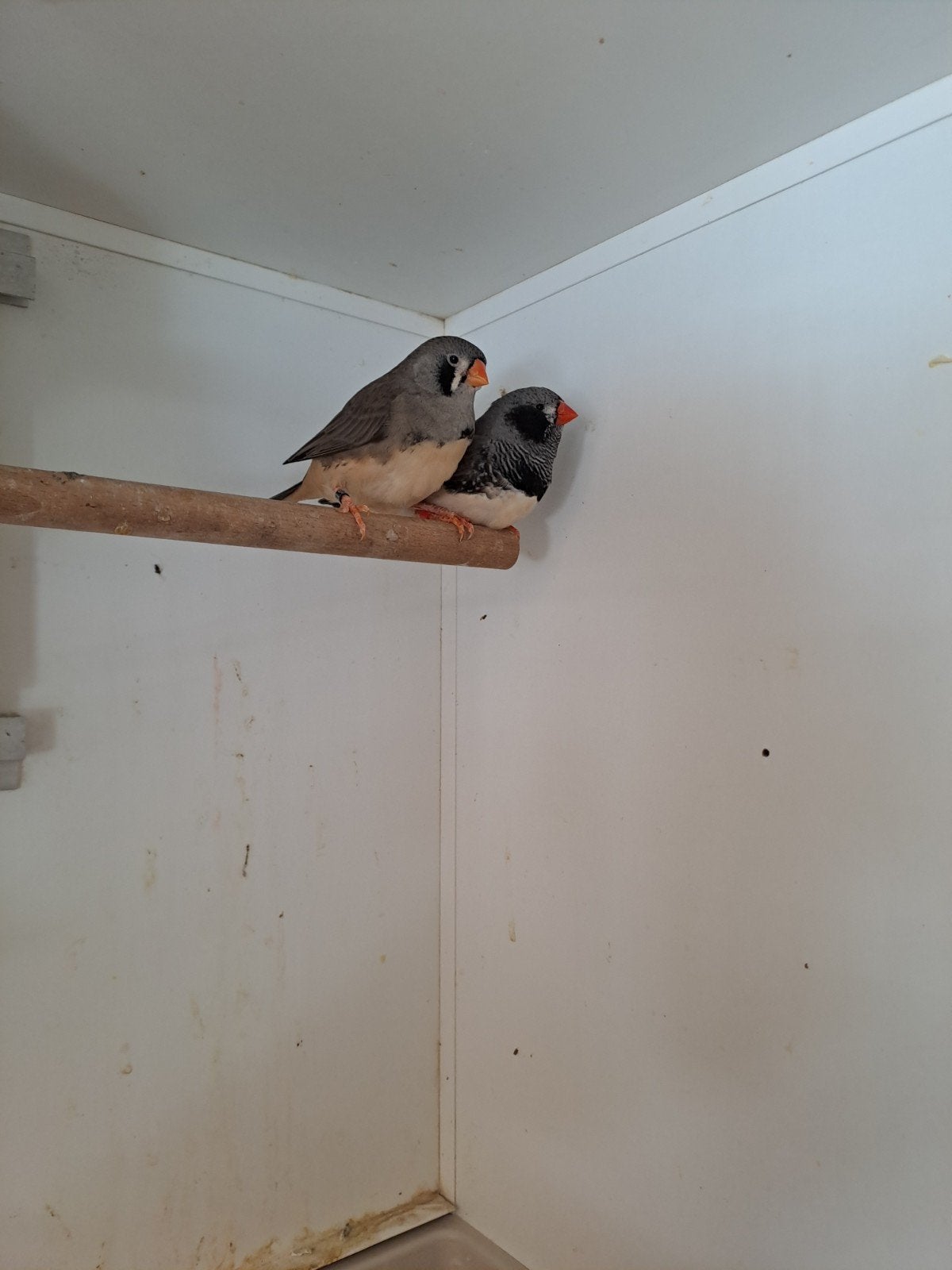 Zebravinken div kleuren, Meerdere dieren, Geringd