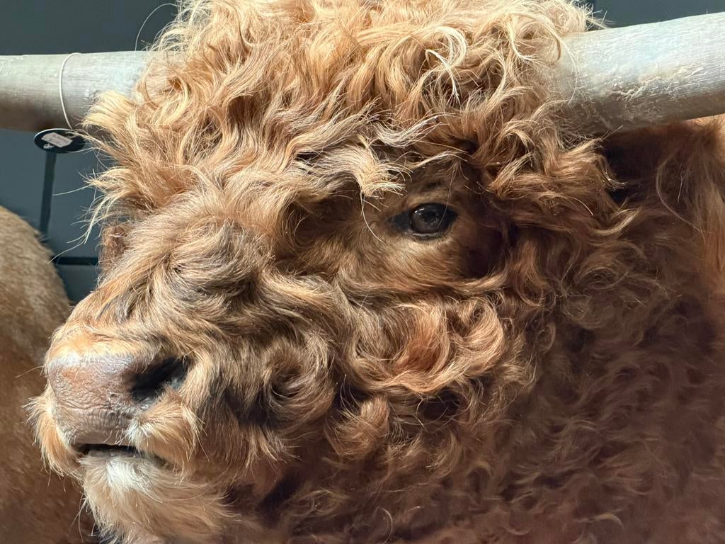 Schotse Hooglander en blonde stier. Taxidermie opgezet, Ophalen, Nieuw, Opgezet dier