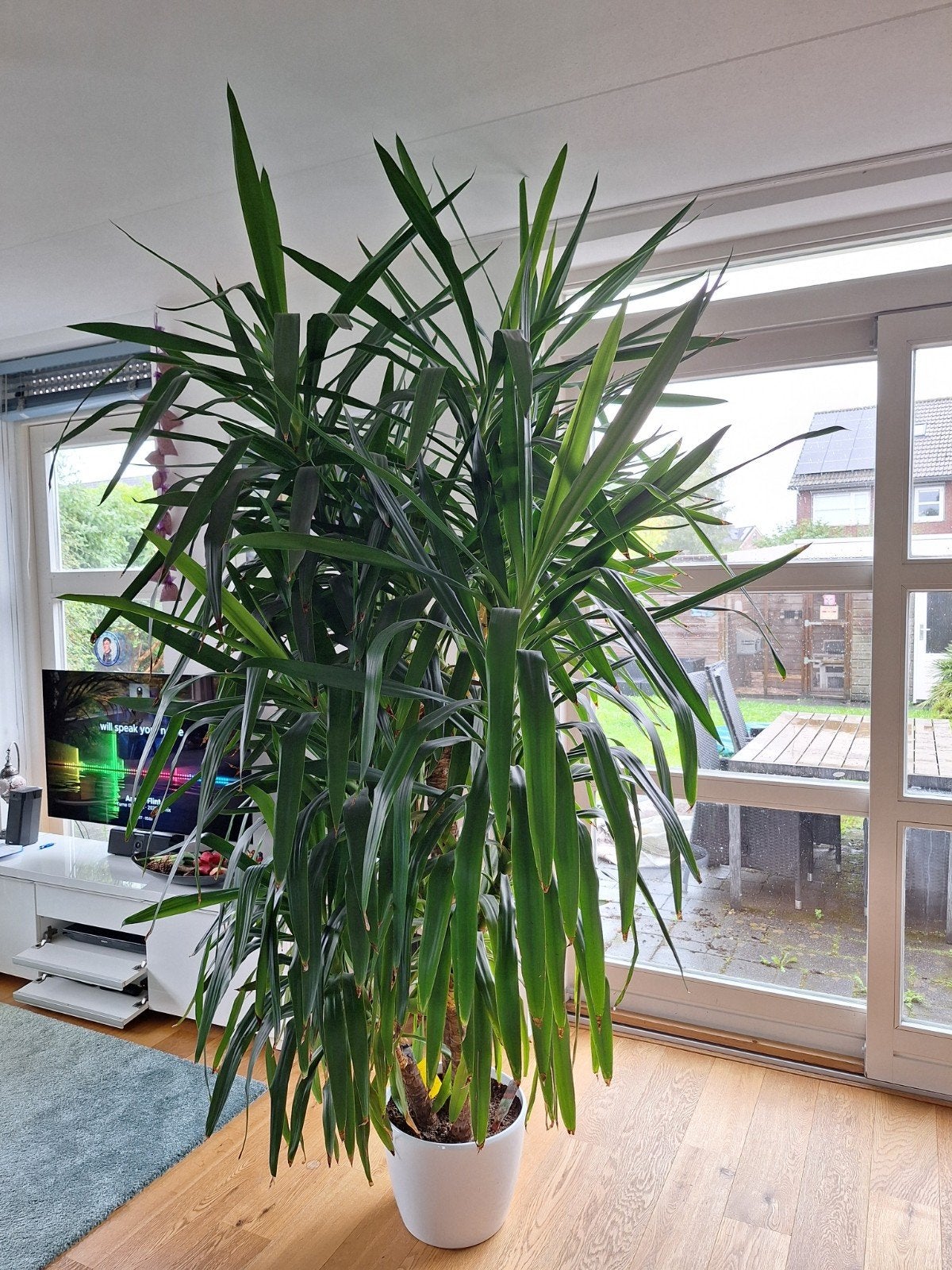 Prachtige grote Yucca Elephantipes kamerplant in pot, Ophalen, 200 cm of meer, Halfschaduw, In pot