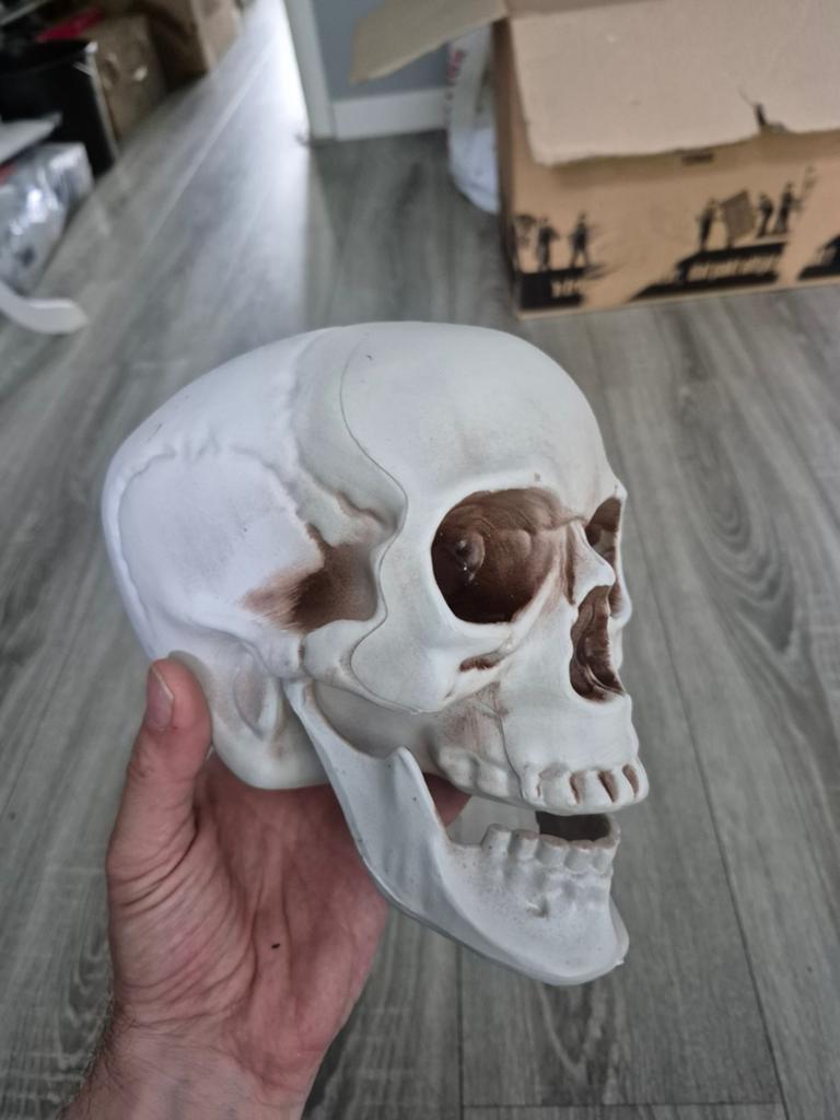 Decoratieve plastic schedel - perfect voor Halloween, Ophalen of Verzenden, Gebruikt
